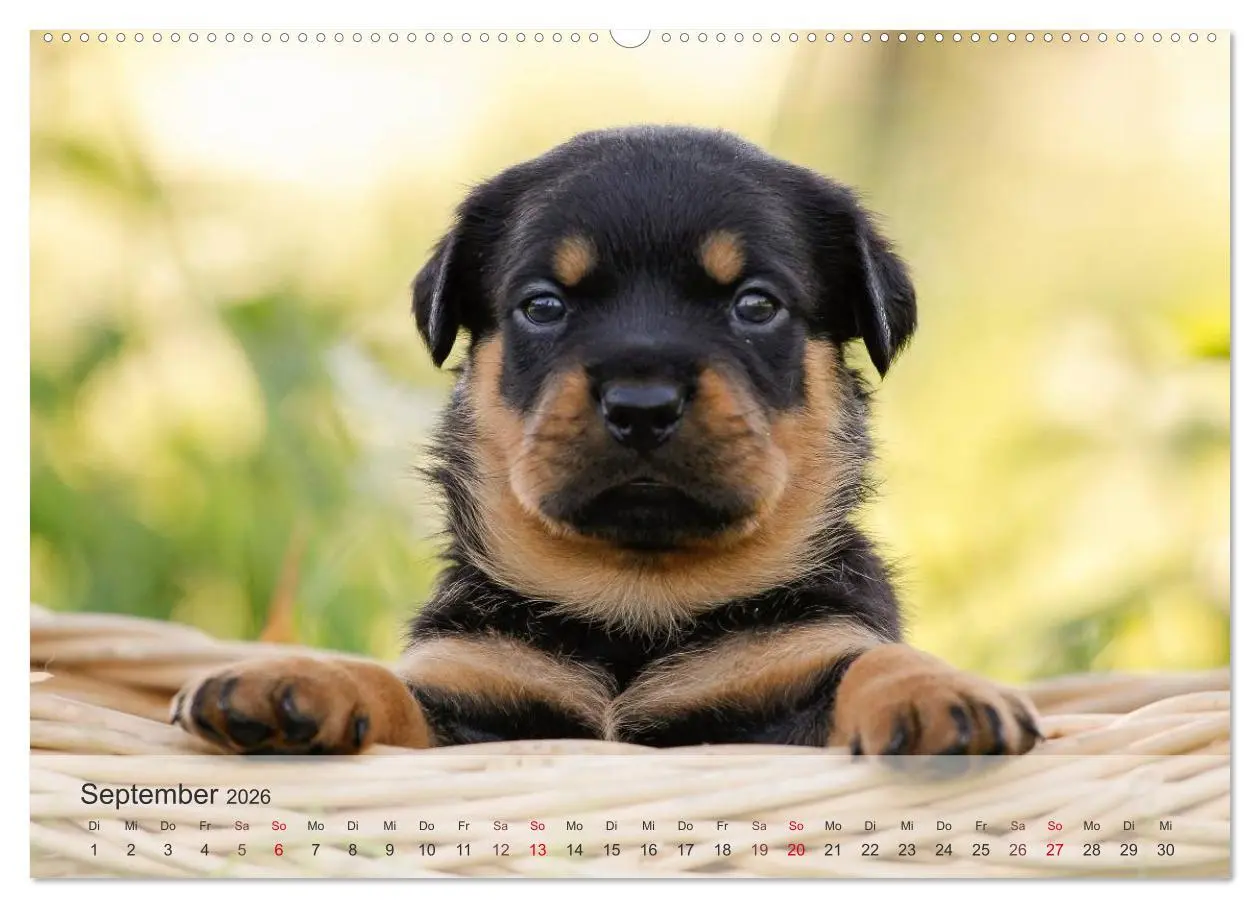 Bild: 9783457973806 | Hunde 2026 - Treue Begleiter (Wandkalender 2026 DIN A2 quer),...