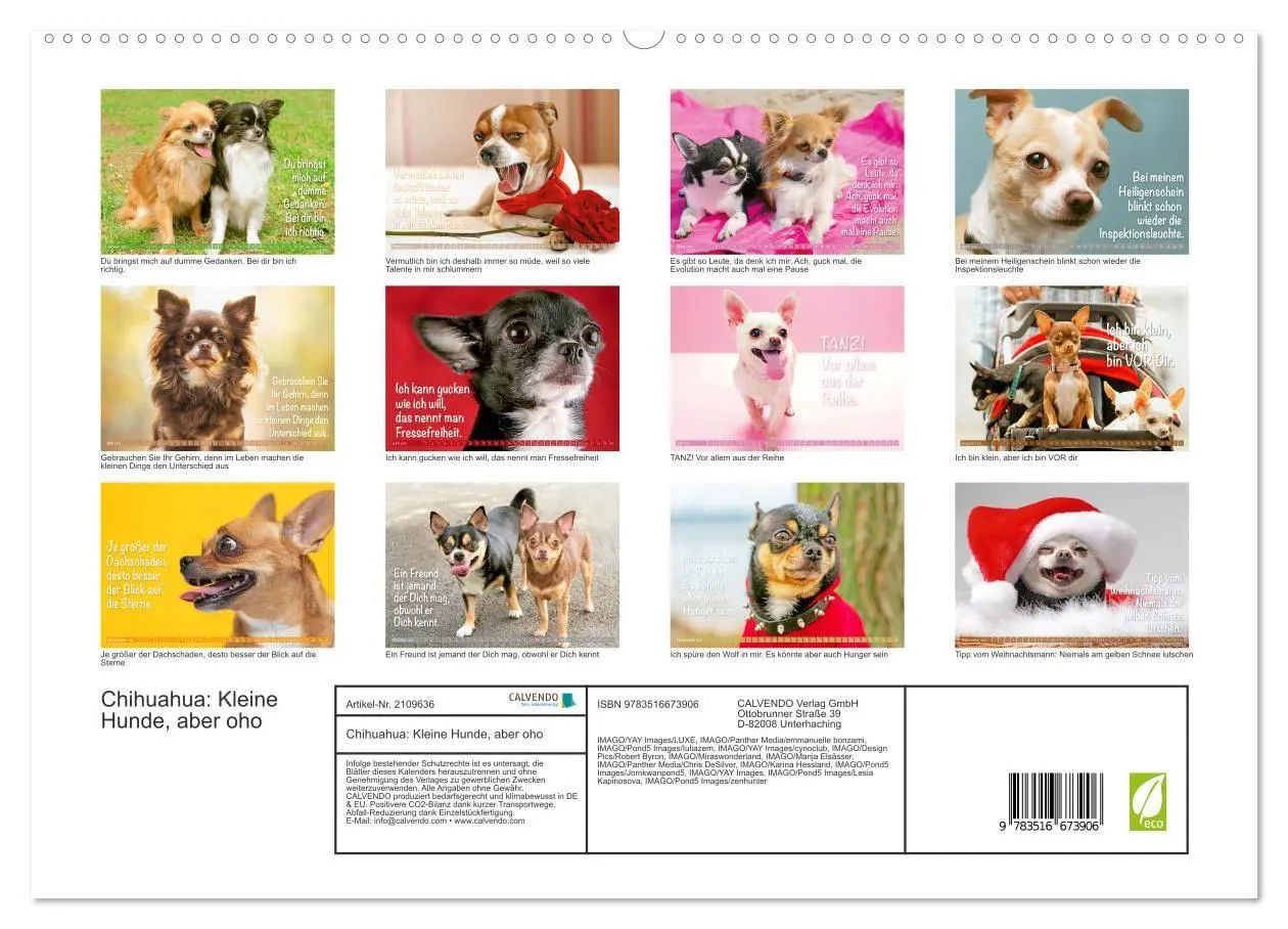 Bild: 9783516673906 | Chihuahua: Kleine Hunde, aber oho (hochwertiger Premium...