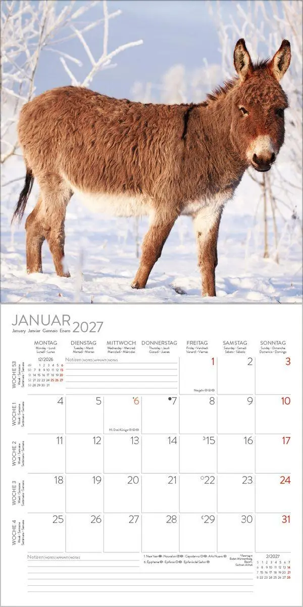 Bild: 9783819303906 | Esel 2027 | Verlag Korsch | Kalender | 13 S. | Deutsch | 2027