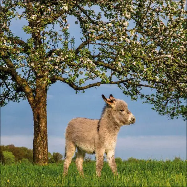Bild: 9783819303906 | Esel 2027 | Verlag Korsch | Kalender | 13 S. | Deutsch | 2027