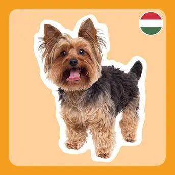 Bild: 4260478344006 | Memo-Spiel: Die witzigsten Wörter der Welt | Spiel | 60 S. | Deutsch