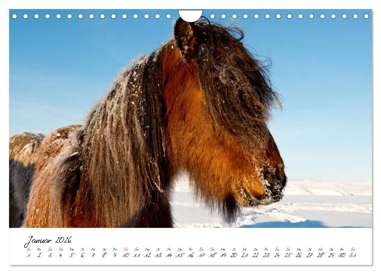 Bild: 9783457924006 | Islandpferde take it Isi (Wandkalender 2026 DIN A4 quer), CALVENDO...