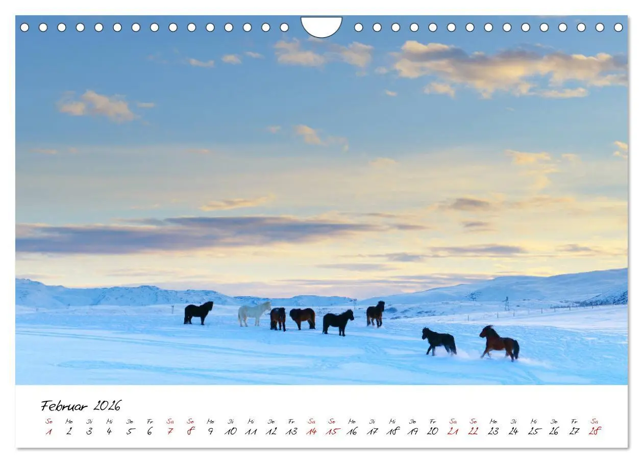 Bild: 9783457924006 | Islandpferde take it Isi (Wandkalender 2026 DIN A4 quer), CALVENDO...