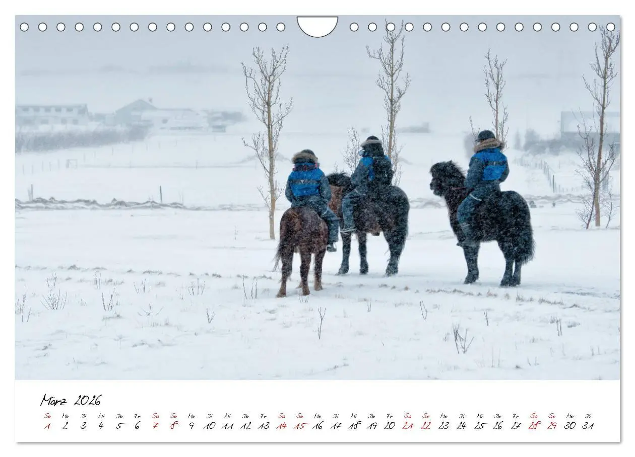 Bild: 9783457924006 | Islandpferde take it Isi (Wandkalender 2026 DIN A4 quer), CALVENDO...