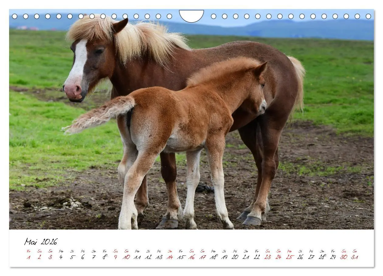 Bild: 9783457924006 | Islandpferde take it Isi (Wandkalender 2026 DIN A4 quer), CALVENDO...