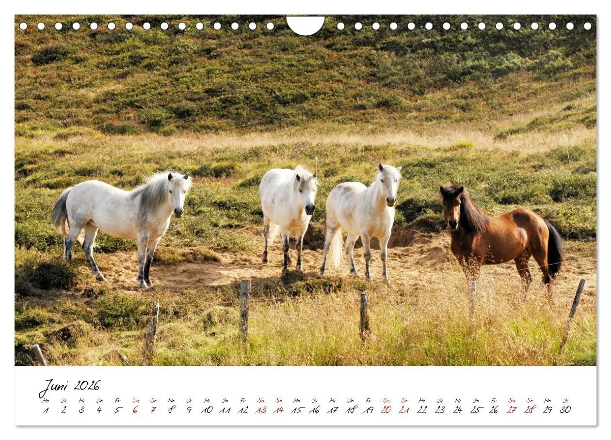 Bild: 9783457924006 | Islandpferde take it Isi (Wandkalender 2026 DIN A4 quer), CALVENDO...