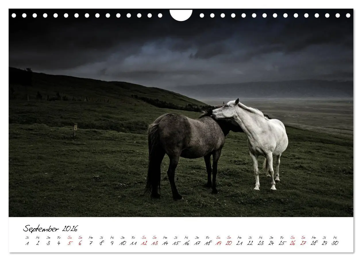 Bild: 9783457924006 | Islandpferde take it Isi (Wandkalender 2026 DIN A4 quer), CALVENDO...