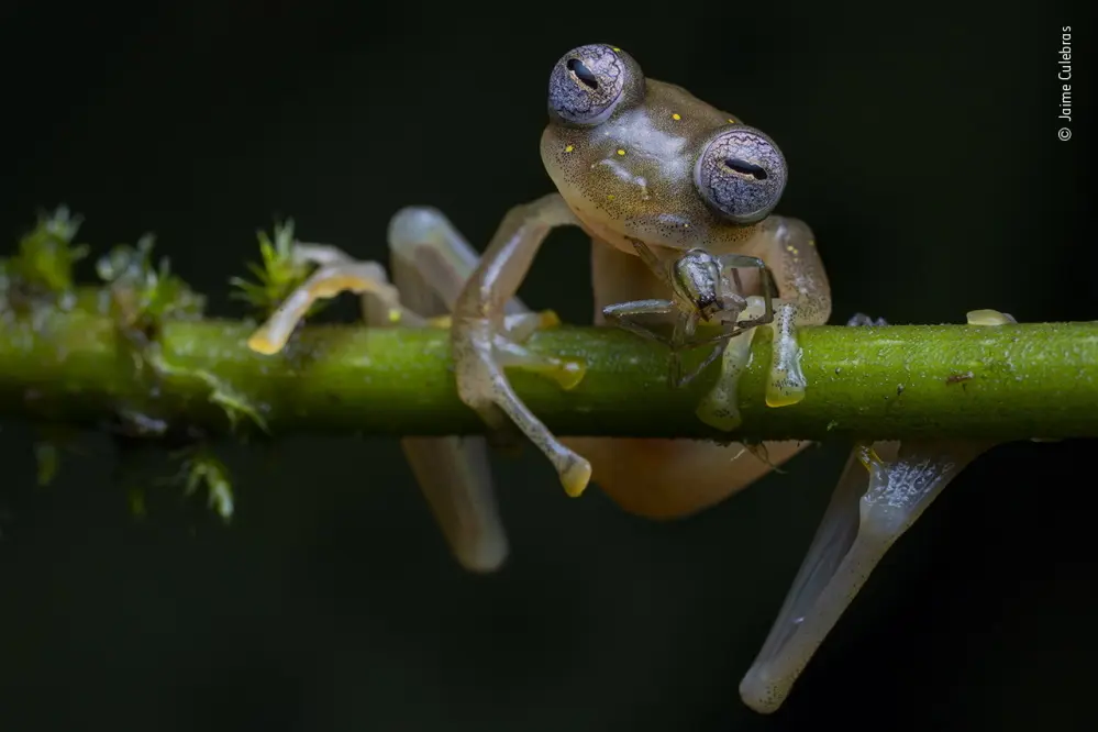 Bild: 9783957284006 | Wildlife Fotografien des Jahres - Portfolio 30 | Museum | Buch | 2020