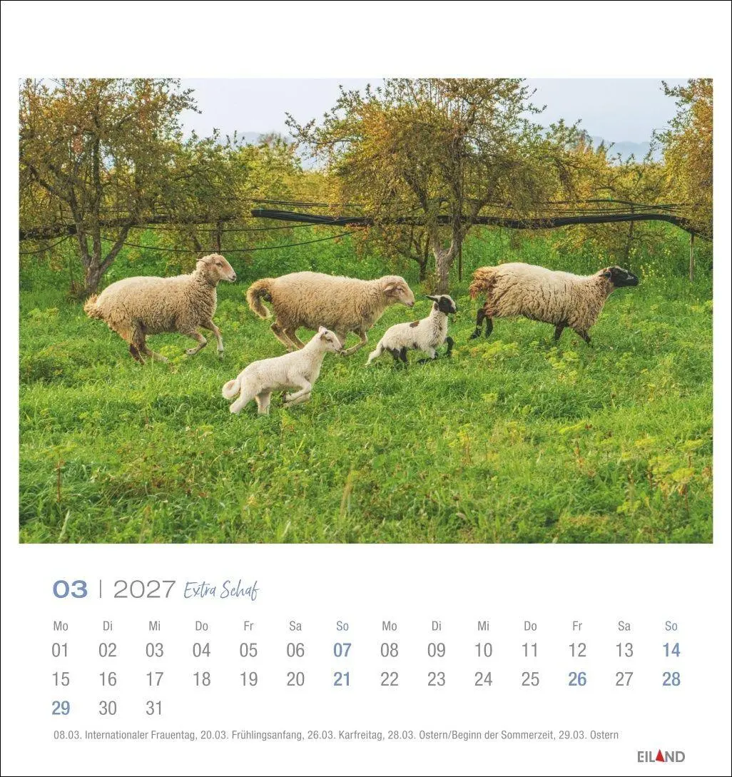 Bild: 9783964024206 | Extra Schaf Postkartenkalender 2027 | Eiland | Kalender | 13 S. | 2027