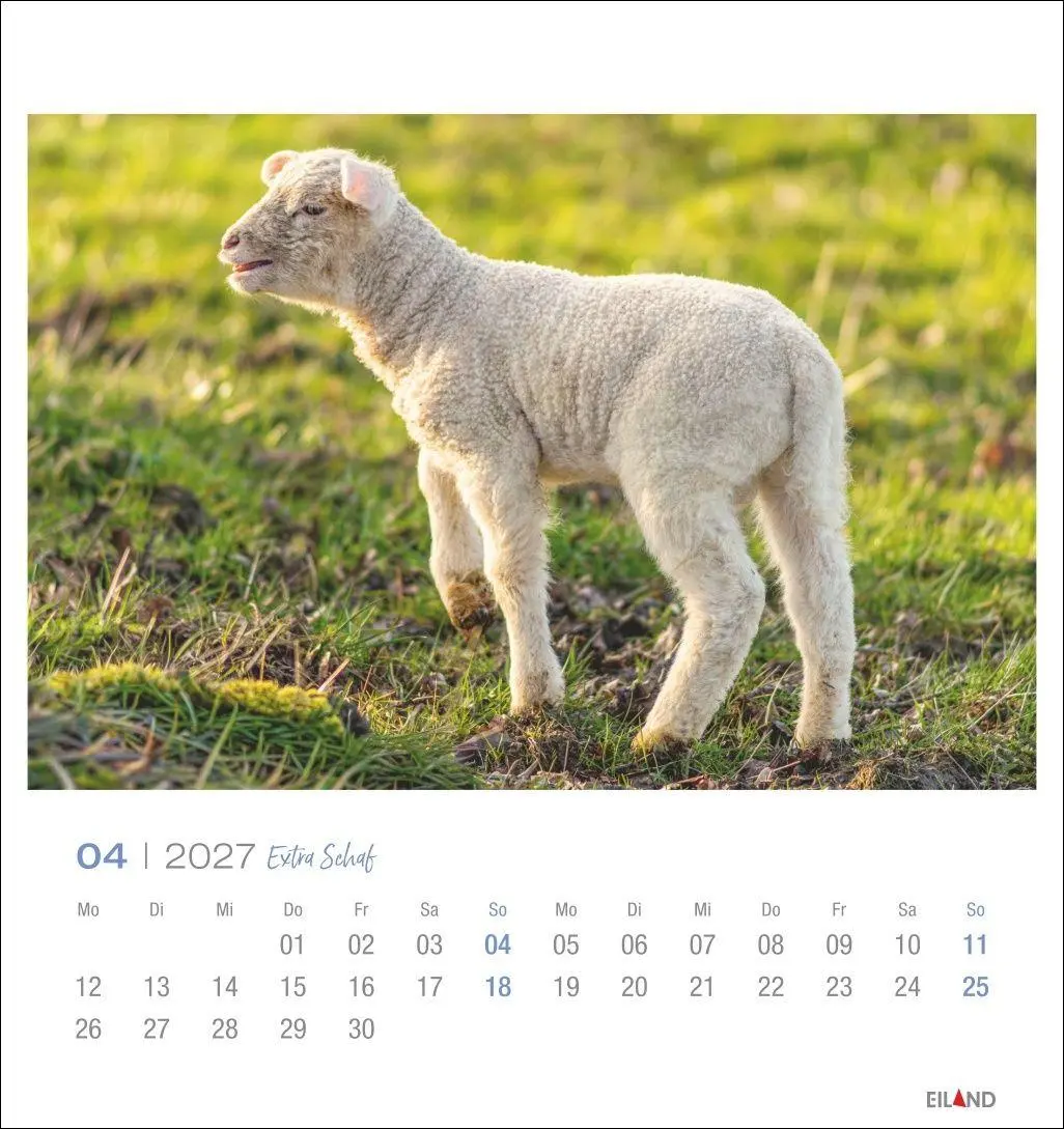 Bild: 9783964024206 | Extra Schaf Postkartenkalender 2027 | Eiland | Kalender | 13 S. | 2027