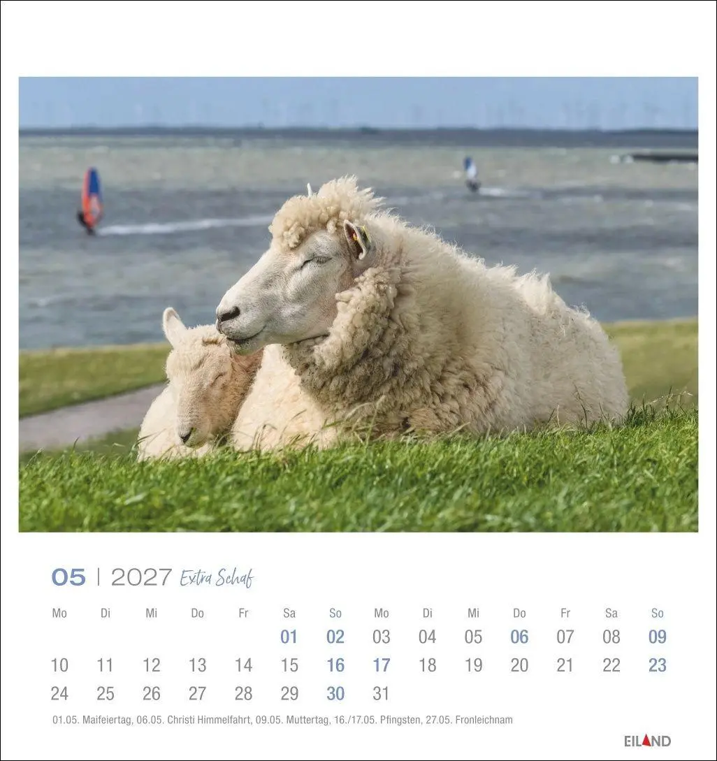 Bild: 9783964024206 | Extra Schaf Postkartenkalender 2027 | Eiland | Kalender | 13 S. | 2027