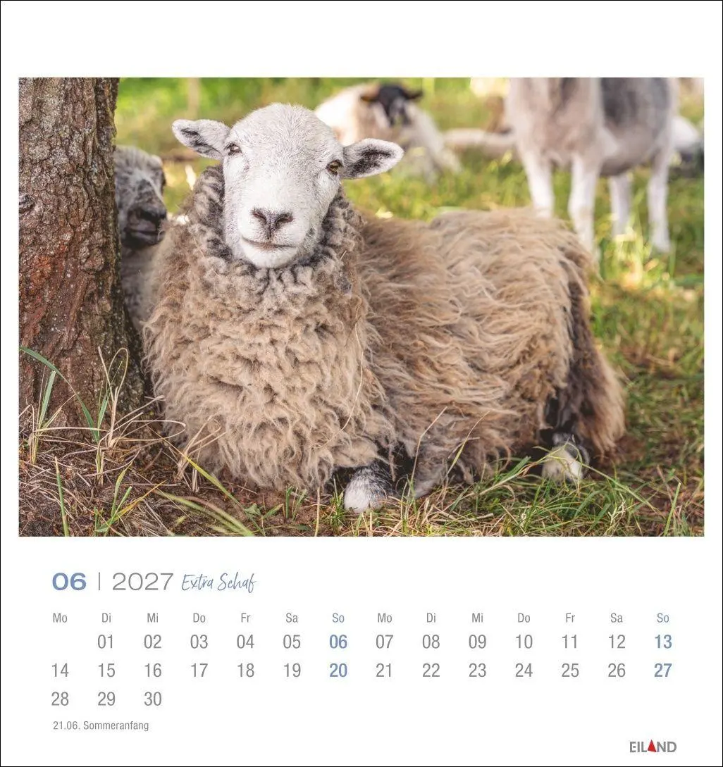 Bild: 9783964024206 | Extra Schaf Postkartenkalender 2027 | Eiland | Kalender | 13 S. | 2027