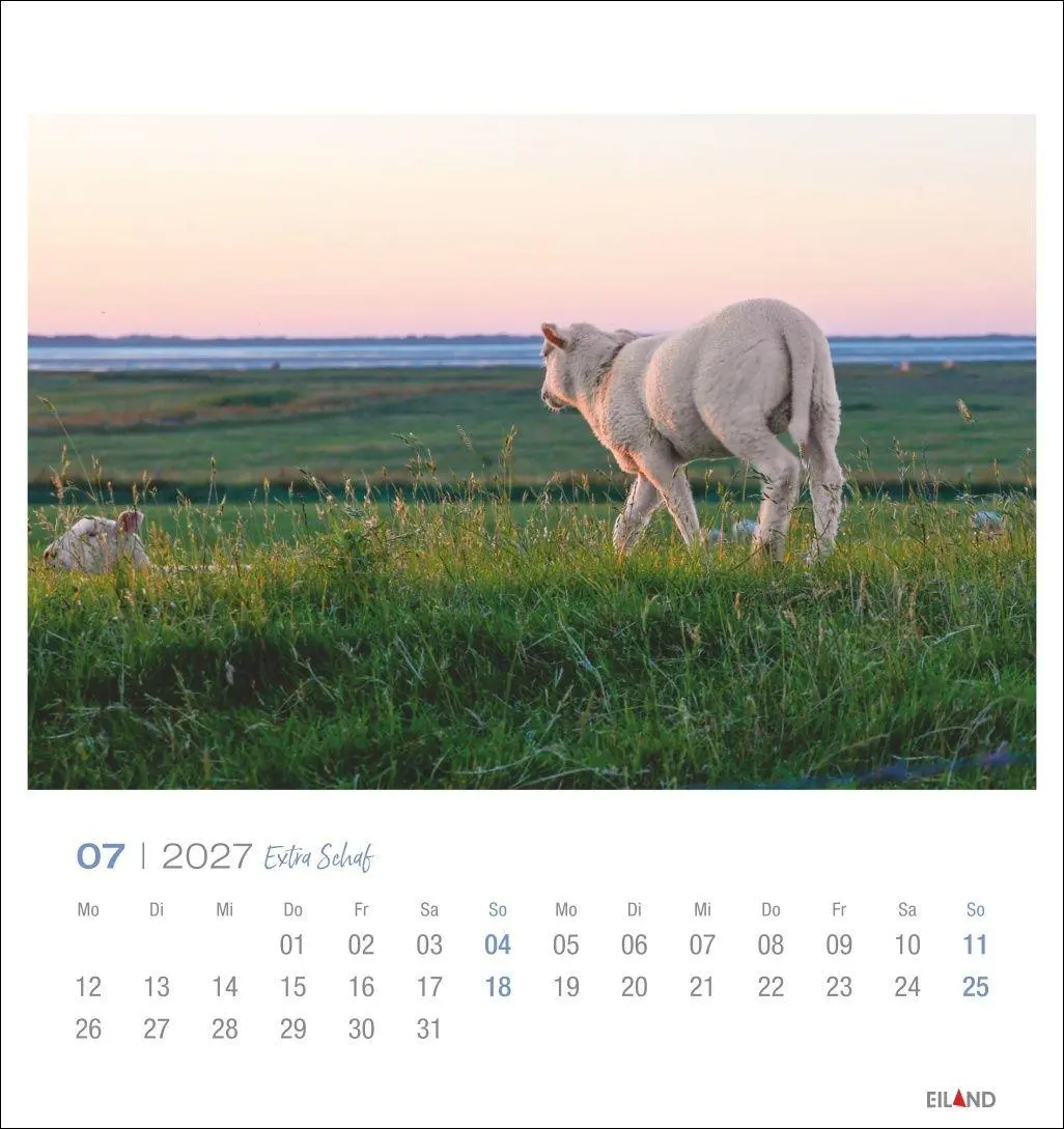 Bild: 9783964024206 | Extra Schaf Postkartenkalender 2027 | Eiland | Kalender | 13 S. | 2027