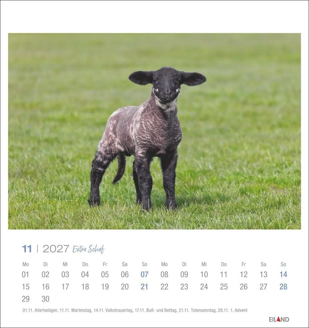 Bild: 9783964024206 | Extra Schaf Postkartenkalender 2027 | Eiland | Kalender | 13 S. | 2027
