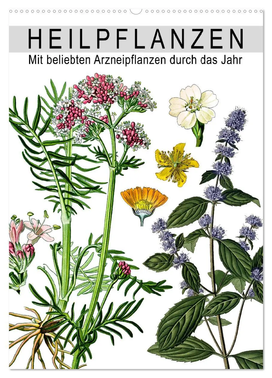 Cover: 9783516464306 | Heilpflanzen (Wandkalender 2026 DIN A2 hoch), CALVENDO Monatskalender