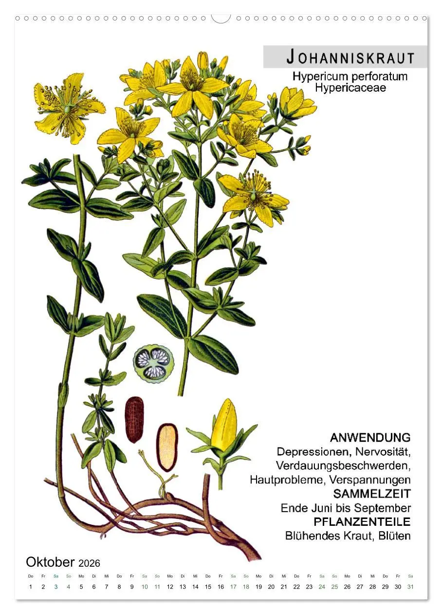 Bild: 9783516464306 | Heilpflanzen (Wandkalender 2026 DIN A2 hoch), CALVENDO Monatskalender