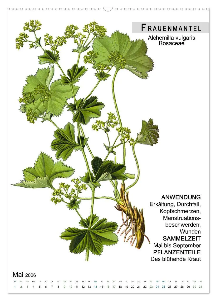 Bild: 9783516464306 | Heilpflanzen (Wandkalender 2026 DIN A2 hoch), CALVENDO Monatskalender