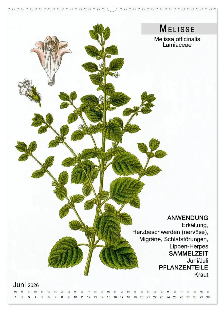 Bild: 9783516464306 | Heilpflanzen (Wandkalender 2026 DIN A2 hoch), CALVENDO Monatskalender