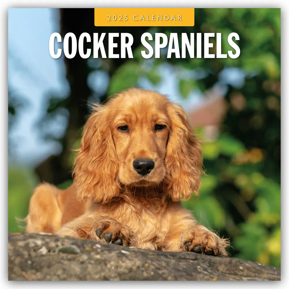 Cover: 9781804424506 | Cocker Spaniels - Cocker Spaniel 2025 - 16-Monatskalender | Ltd | 2025
