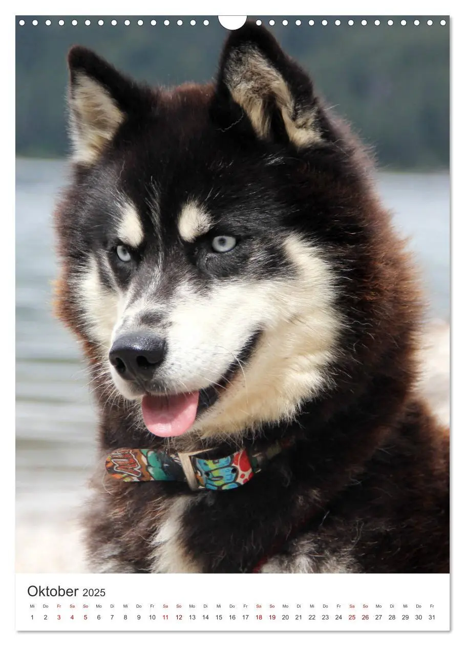 Bild: 9783435934706 | Faszination Husky (Wandkalender 2025 DIN A3 hoch), CALVENDO...