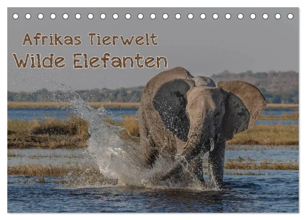 Cover: 9783516034806 | Afrikas Tierwelt - Wilde Elefanten (Tischkalender 2026 DIN A5...