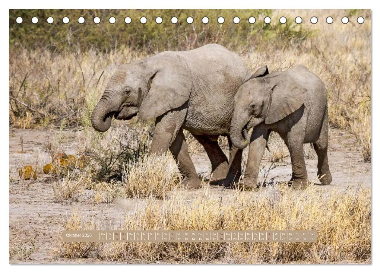 Bild: 9783516034806 | Afrikas Tierwelt - Wilde Elefanten (Tischkalender 2026 DIN A5...