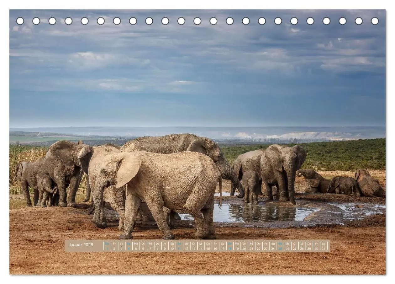 Bild: 9783516034806 | Afrikas Tierwelt - Wilde Elefanten (Tischkalender 2026 DIN A5...