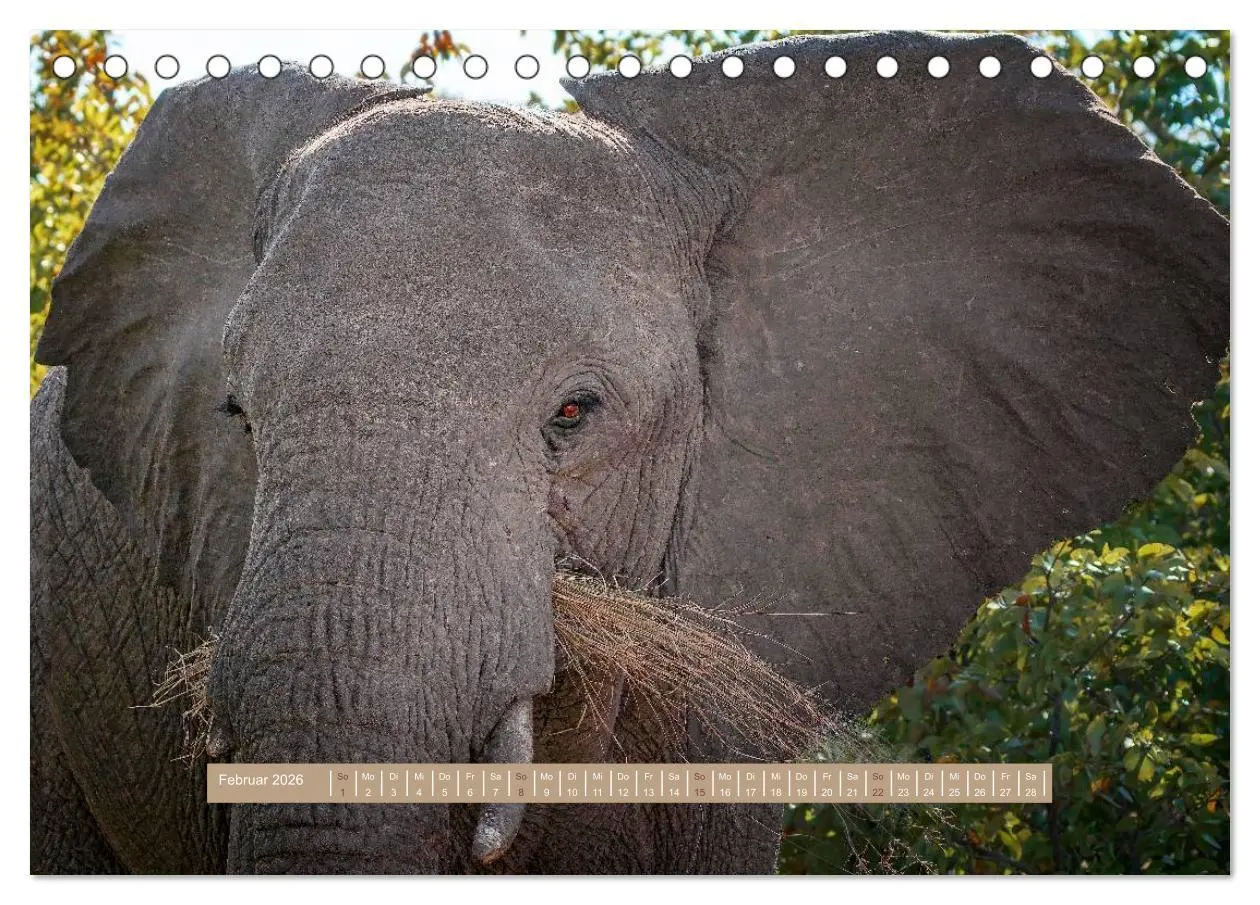 Bild: 9783516034806 | Afrikas Tierwelt - Wilde Elefanten (Tischkalender 2026 DIN A5...