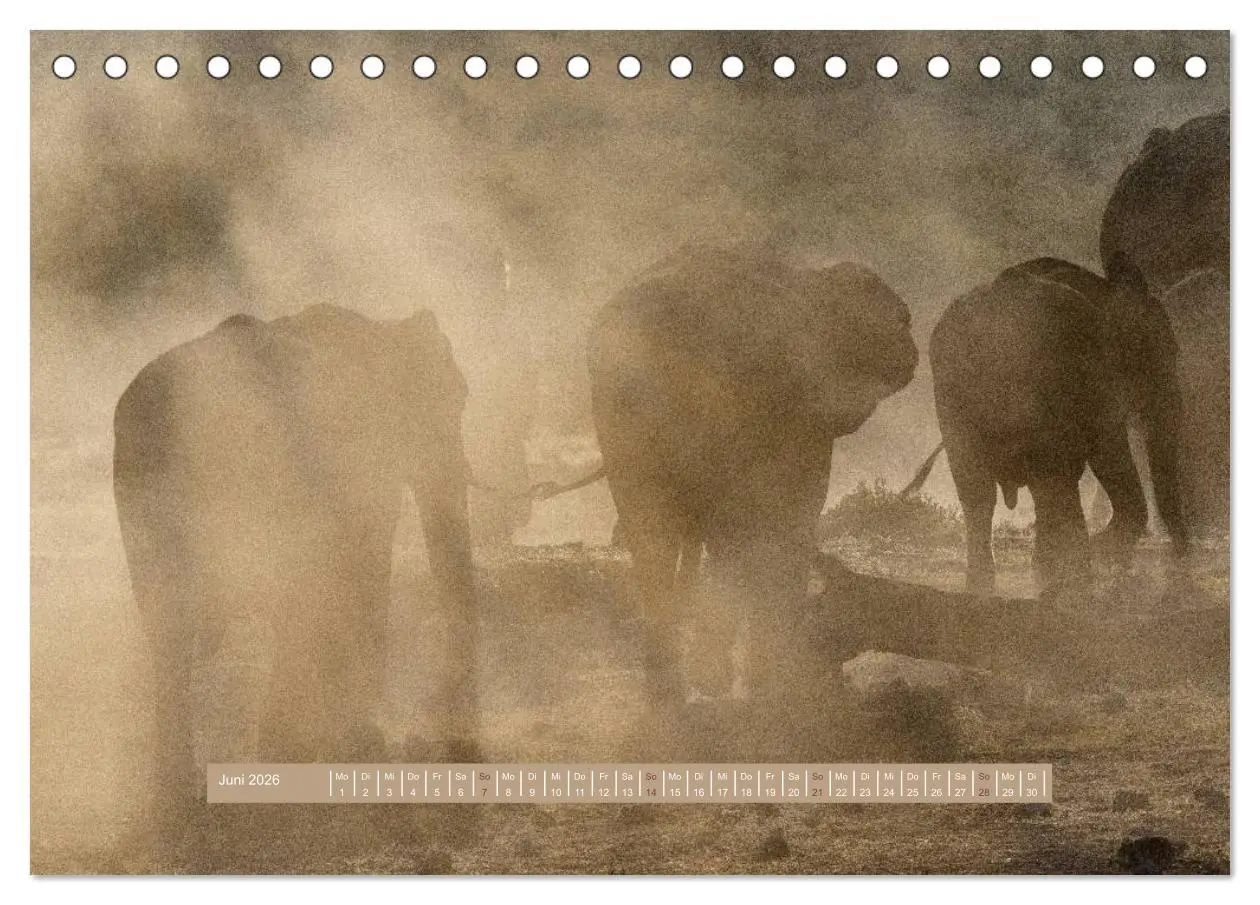 Bild: 9783516034806 | Afrikas Tierwelt - Wilde Elefanten (Tischkalender 2026 DIN A5...