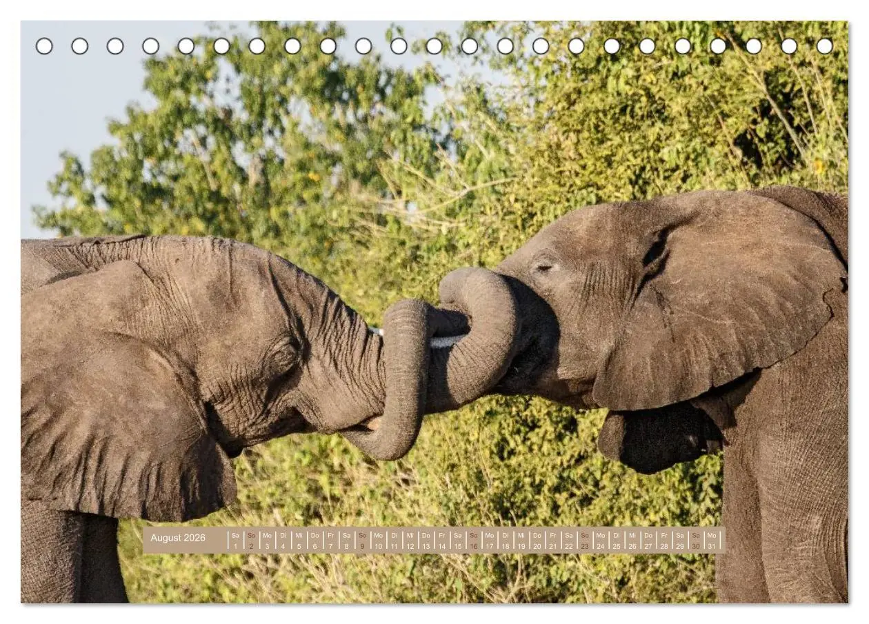 Bild: 9783516034806 | Afrikas Tierwelt - Wilde Elefanten (Tischkalender 2026 DIN A5...