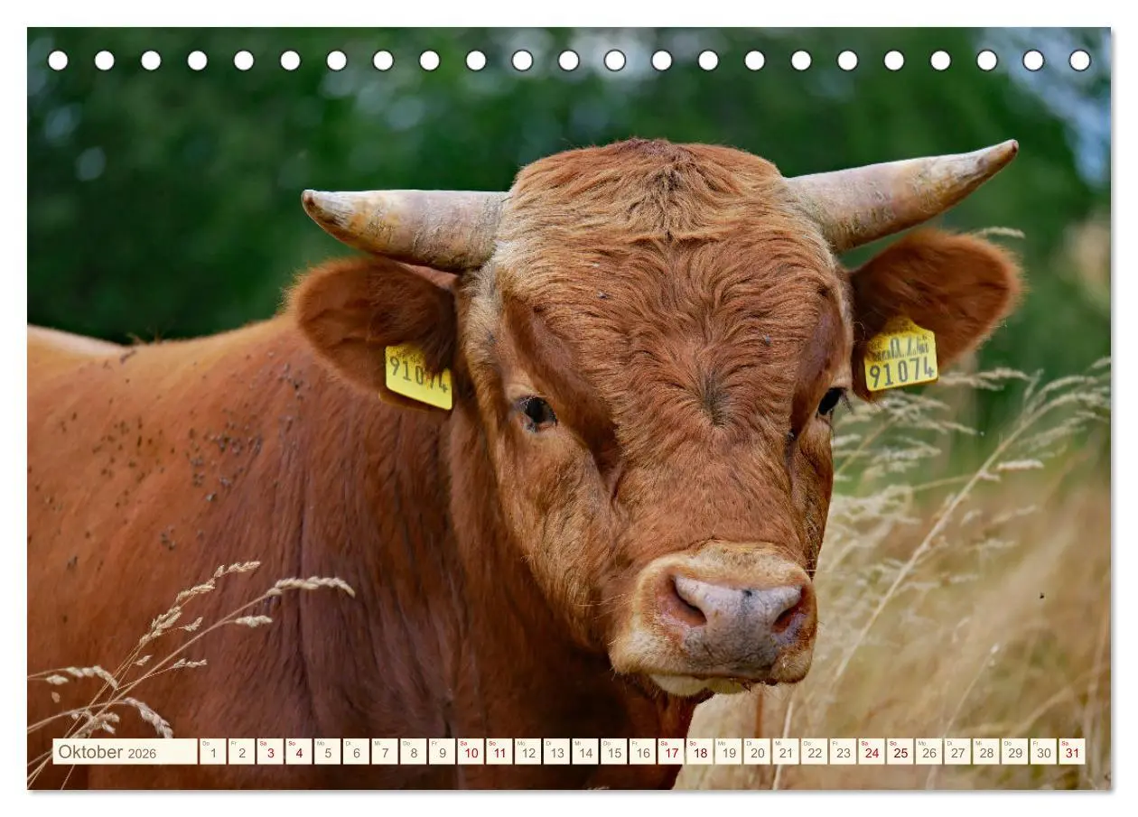 Bild: 9783457554906 | Weiderinder im Frankenwald (Tischkalender 2026 DIN A5 quer),...