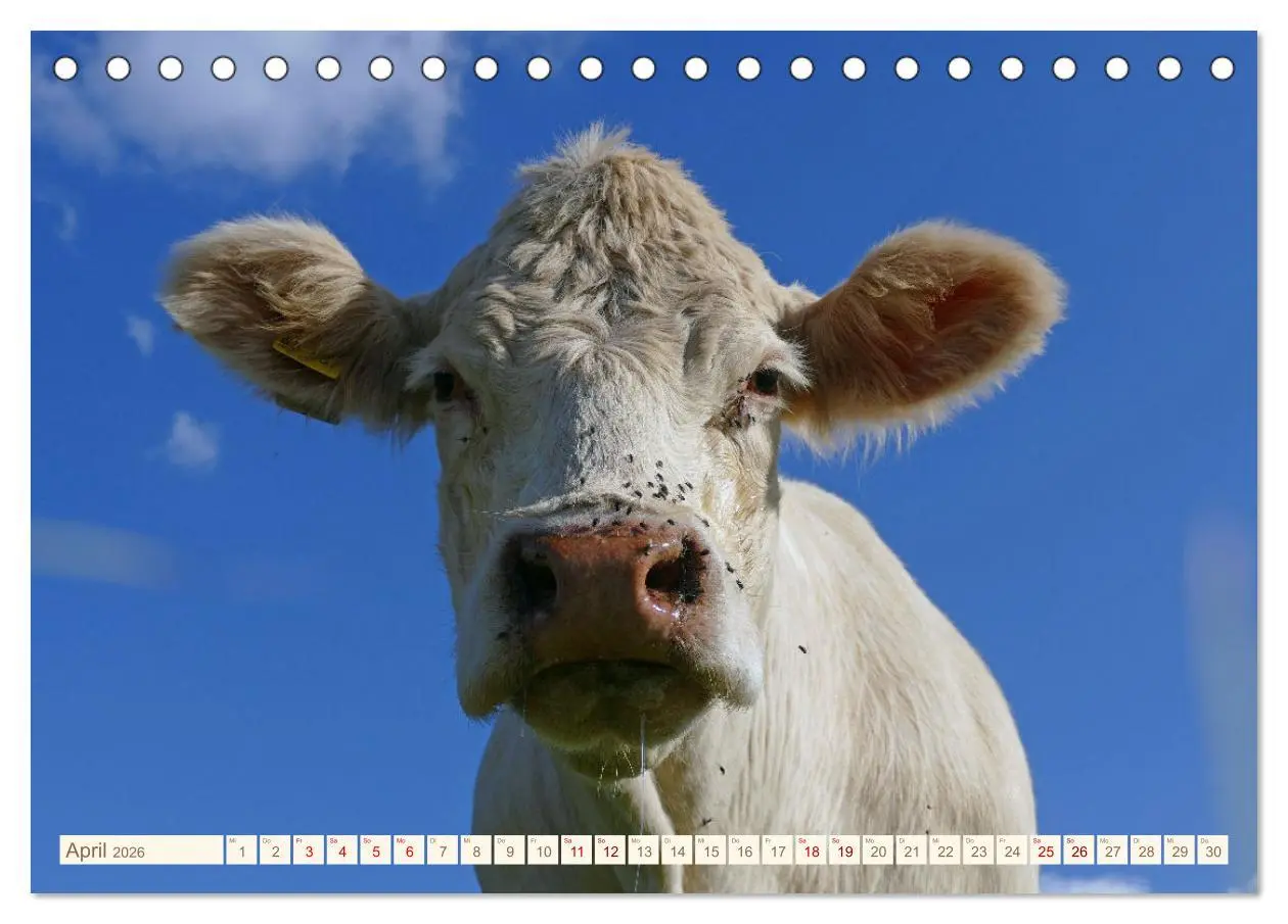 Bild: 9783457554906 | Weiderinder im Frankenwald (Tischkalender 2026 DIN A5 quer),...