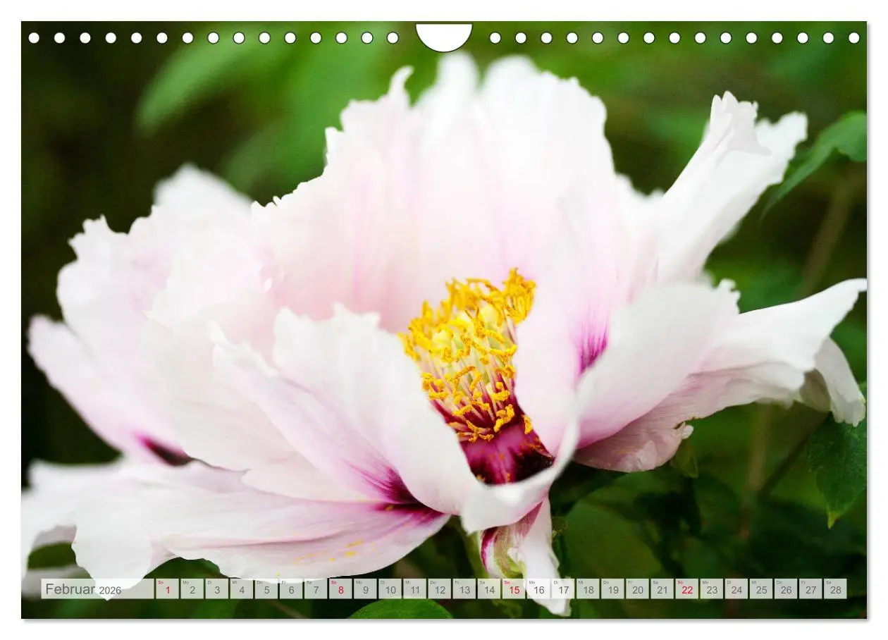 Bild: 9783457794906 | Pfingstrosenblüten (Wandkalender 2026 DIN A4 quer), CALVENDO...