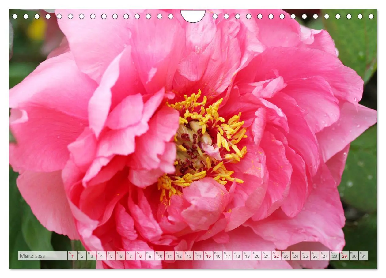 Bild: 9783457794906 | Pfingstrosenblüten (Wandkalender 2026 DIN A4 quer), CALVENDO...