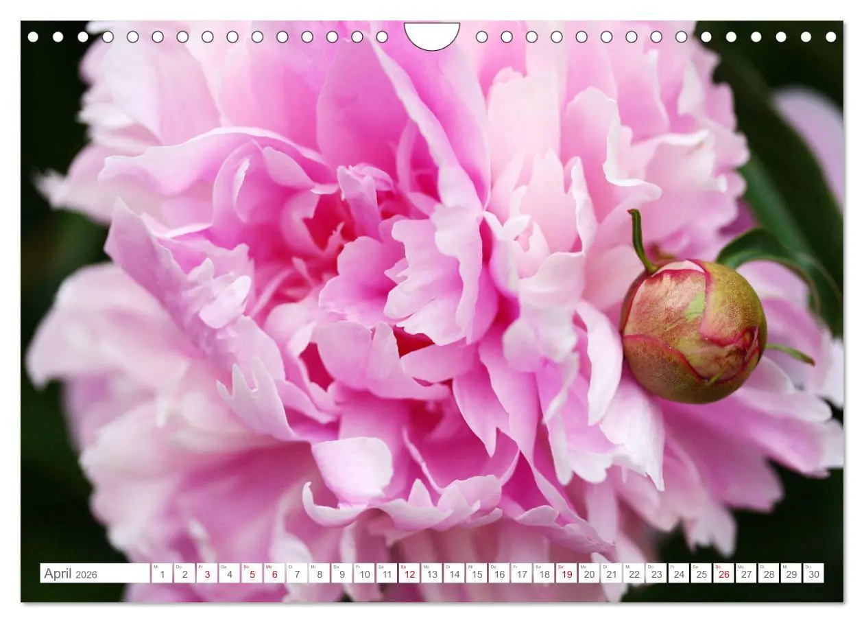 Bild: 9783457794906 | Pfingstrosenblüten (Wandkalender 2026 DIN A4 quer), CALVENDO...