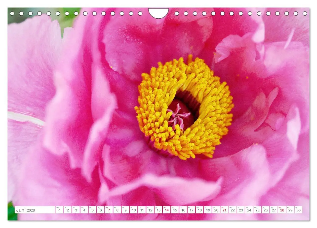 Bild: 9783457794906 | Pfingstrosenblüten (Wandkalender 2026 DIN A4 quer), CALVENDO...