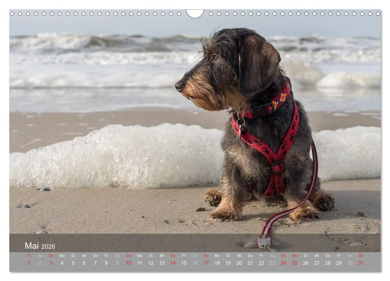 Bild: 9783457985106 | Texel - Meine Insel (Wandkalender 2026 DIN A3 quer), CALVENDO...