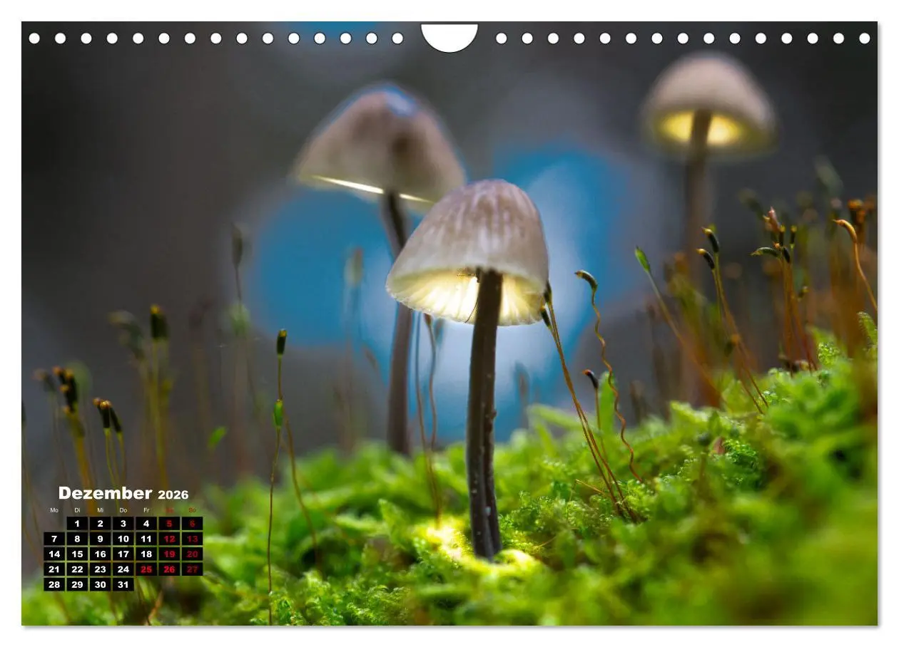 Bild: 9783457355206 | Pilzmagie (Wandkalender 2026 DIN A4 quer), CALVENDO Monatskalender