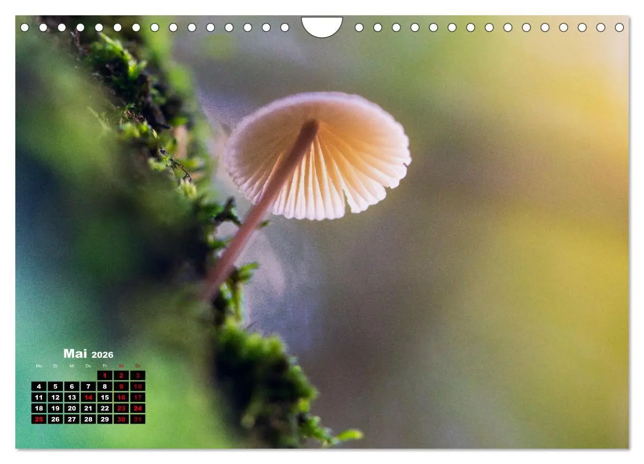 Bild: 9783457355206 | Pilzmagie (Wandkalender 2026 DIN A4 quer), CALVENDO Monatskalender