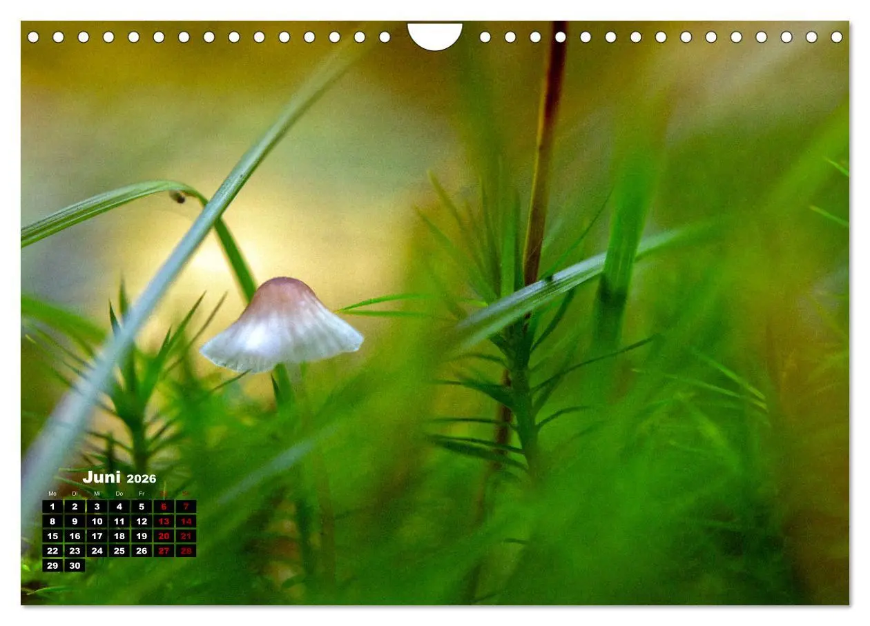 Bild: 9783457355206 | Pilzmagie (Wandkalender 2026 DIN A4 quer), CALVENDO Monatskalender