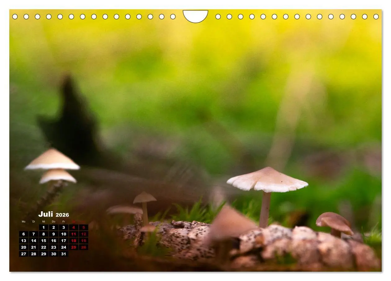 Bild: 9783457355206 | Pilzmagie (Wandkalender 2026 DIN A4 quer), CALVENDO Monatskalender