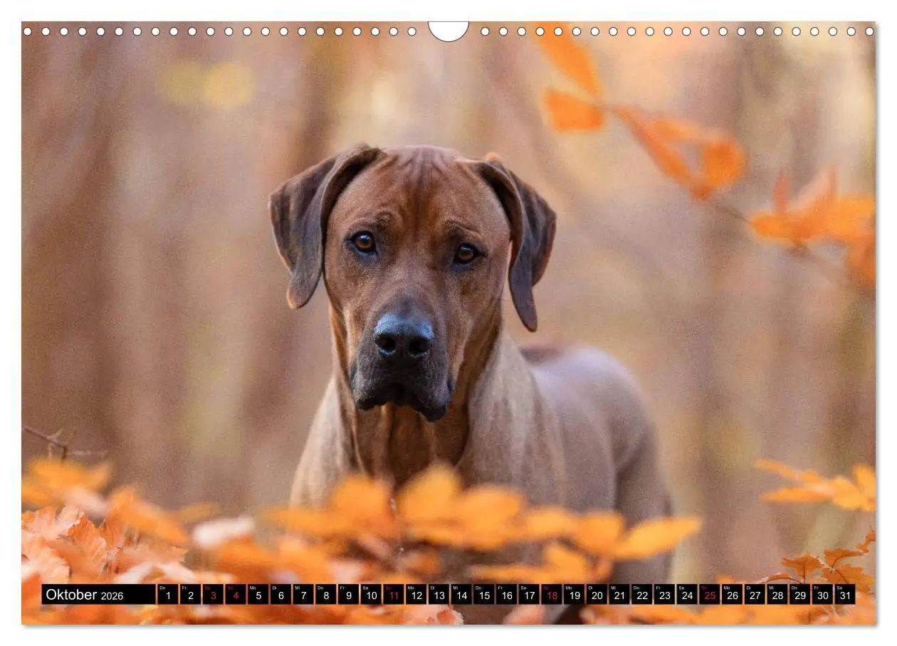 Bild: 9783457805206 | Ridgeback King (Wandkalender 2026 DIN A3 quer), CALVENDO...