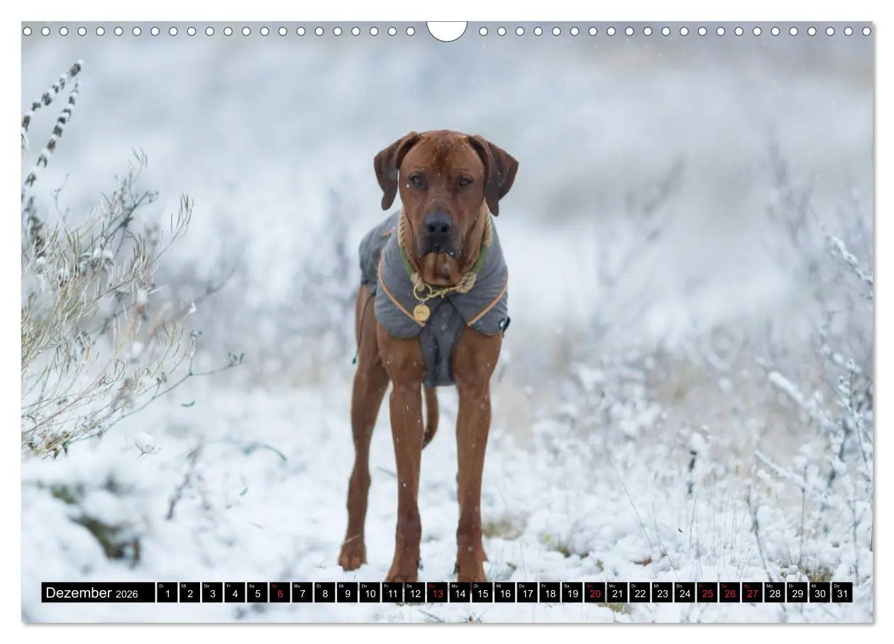 Bild: 9783457805206 | Ridgeback King (Wandkalender 2026 DIN A3 quer), CALVENDO...