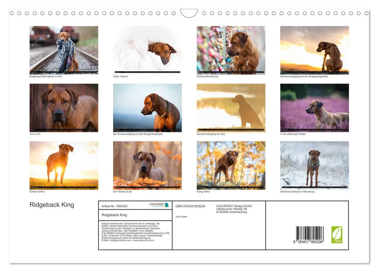 Bild: 9783457805206 | Ridgeback King (Wandkalender 2026 DIN A3 quer), CALVENDO...