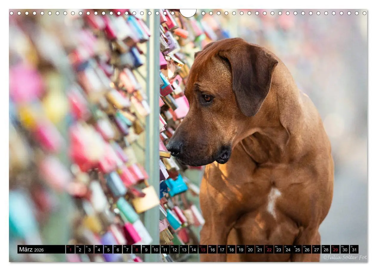 Bild: 9783457805206 | Ridgeback King (Wandkalender 2026 DIN A3 quer), CALVENDO...