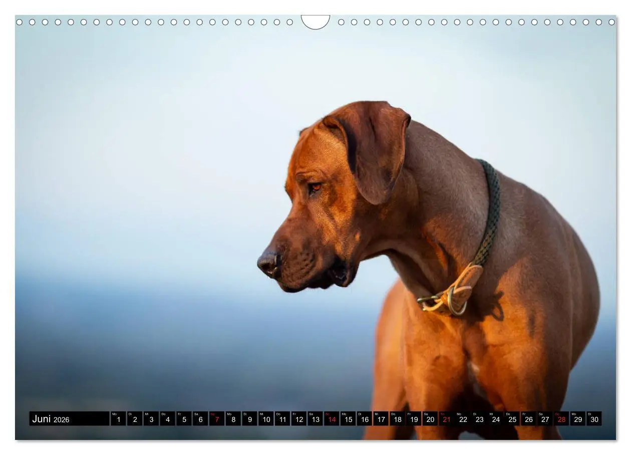 Bild: 9783457805206 | Ridgeback King (Wandkalender 2026 DIN A3 quer), CALVENDO...