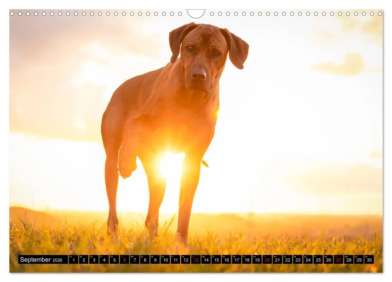Bild: 9783457805206 | Ridgeback King (Wandkalender 2026 DIN A3 quer), CALVENDO...