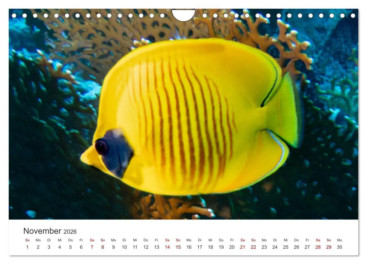 Bild: 9783457575406 | Faszination blaue Welt (Wandkalender 2026 DIN A4 quer), CALVENDO...