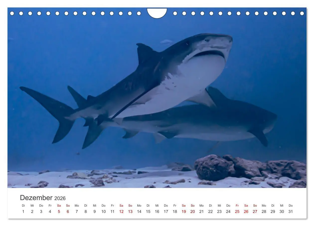 Bild: 9783457575406 | Faszination blaue Welt (Wandkalender 2026 DIN A4 quer), CALVENDO...