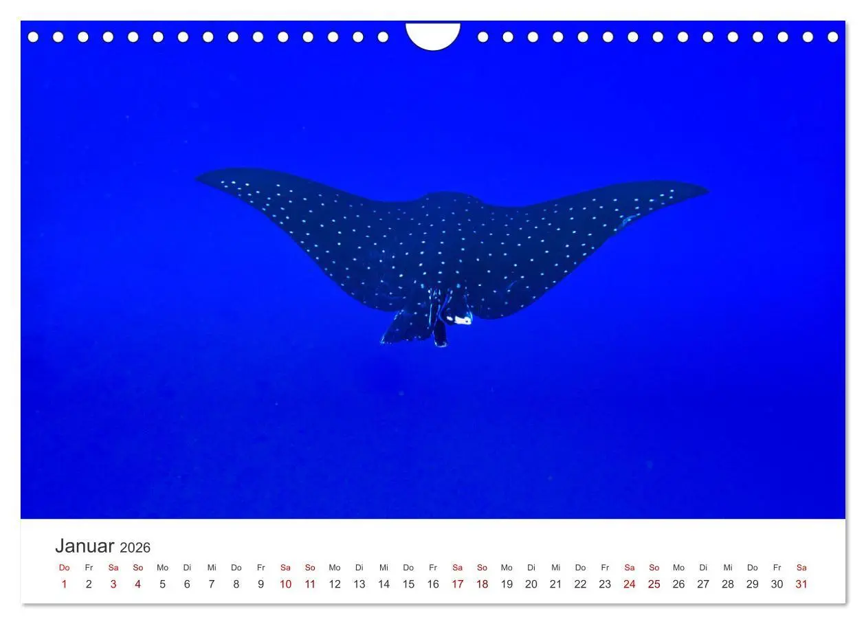 Bild: 9783457575406 | Faszination blaue Welt (Wandkalender 2026 DIN A4 quer), CALVENDO...